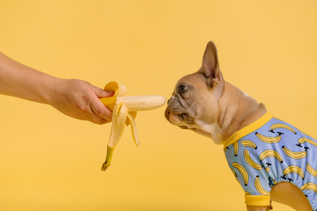 Image of banana being offered to a dog