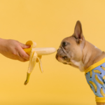 Image of banana being offered to a dog